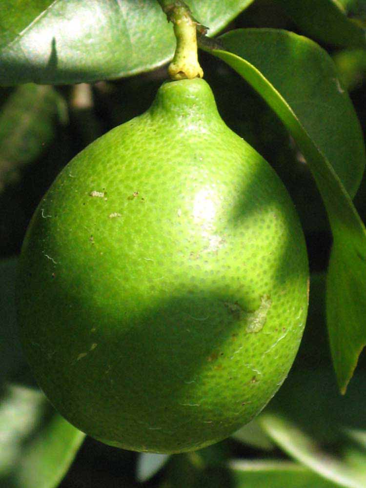             Fruit (Winter Haven, FL)   